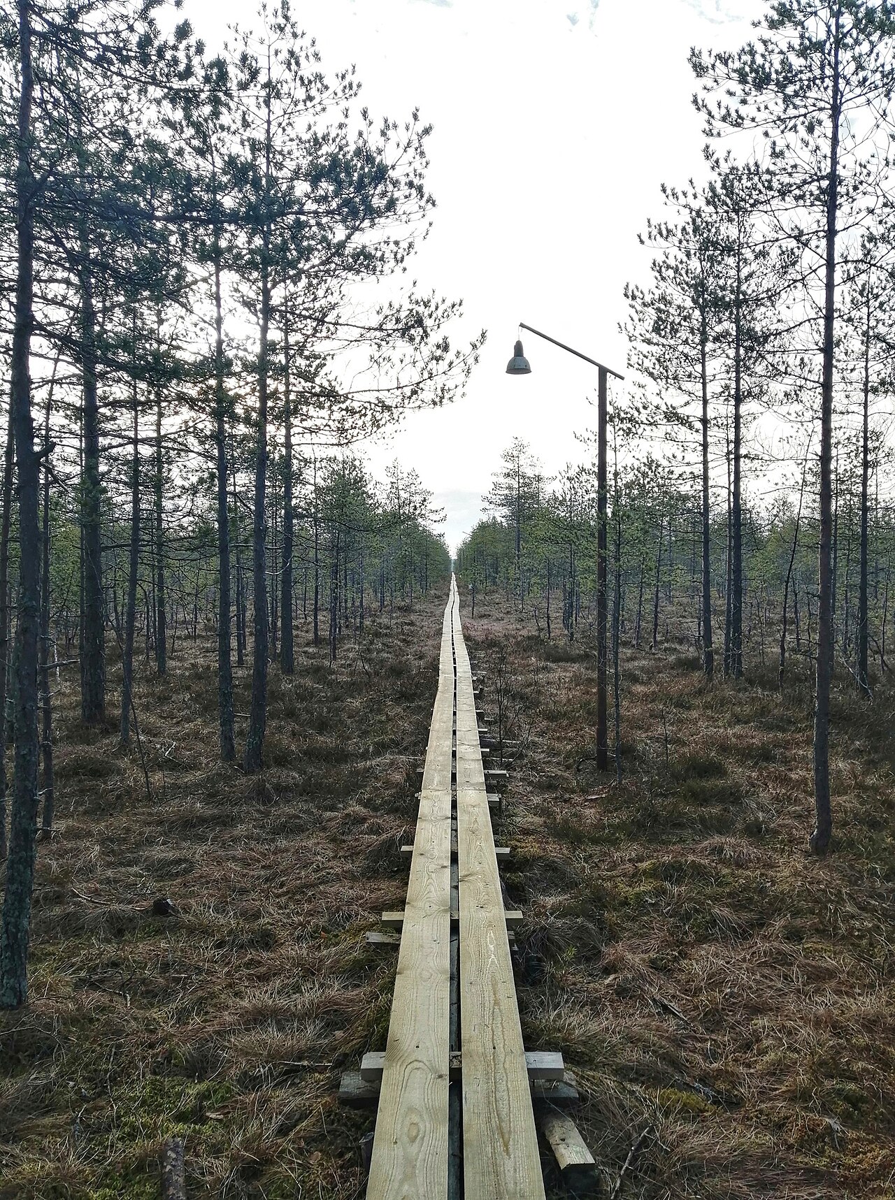 Болото Ламмин-Суо