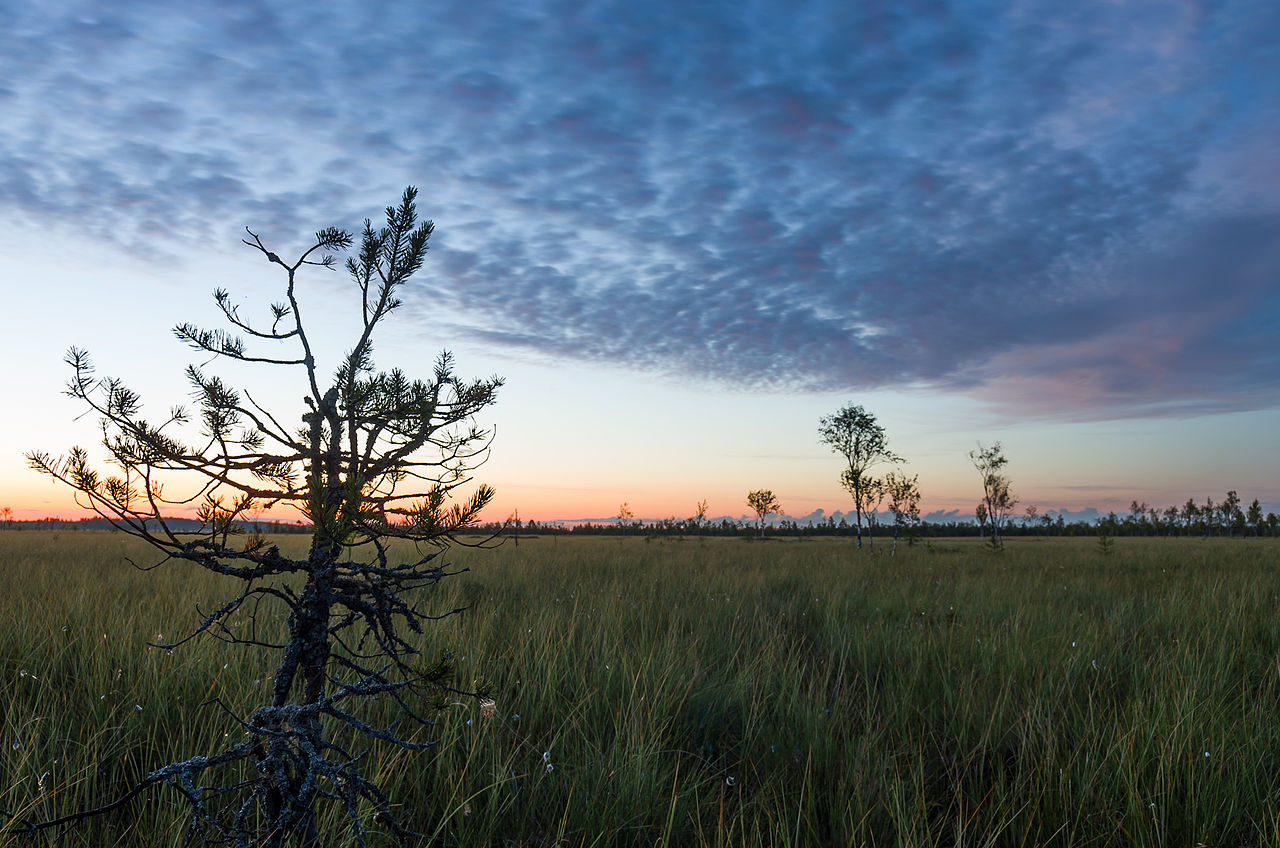 Мшинское болото